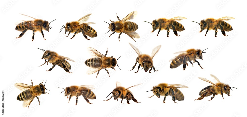 group of bee or honeybee on white background, honey bees group of bee or honeybee on white background, honey bees