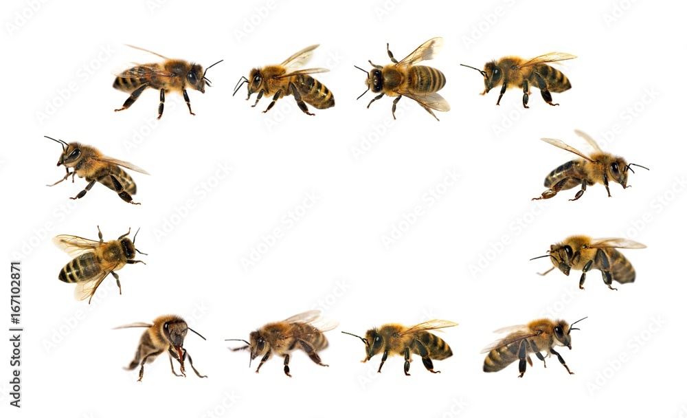 group of bee or honeybee on white background, honey bees group of bee or honeybee on white background, honey bees
