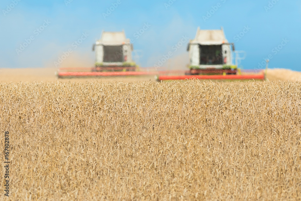 Fototapeta premium two harvesters