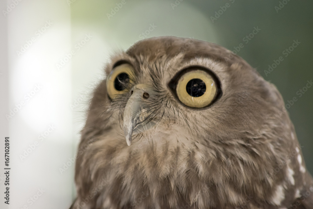 Fototapeta premium barking owl