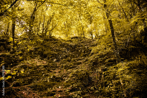Fantastic and mystic forest of Vadu Crisului, Bihor, Romania