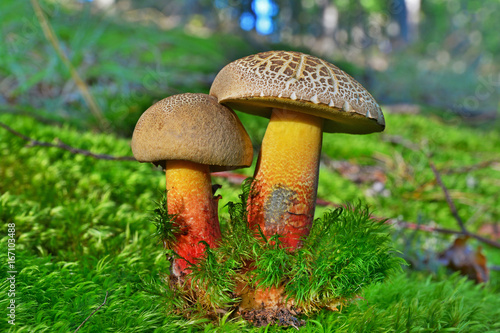 caloboletus rubripes mushroom