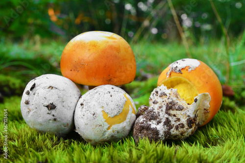 Quadro su tela amanita caesarea mushroom