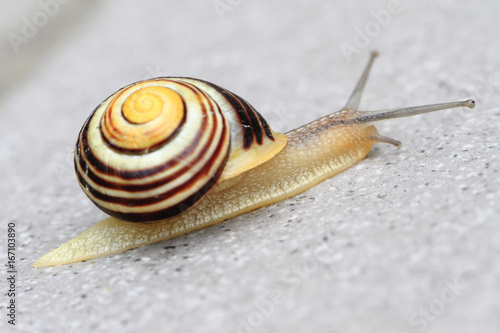 small striped snail