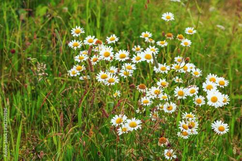 Natural landscape. Flowering daisies in a field in green grass. Forest glade with daisies.