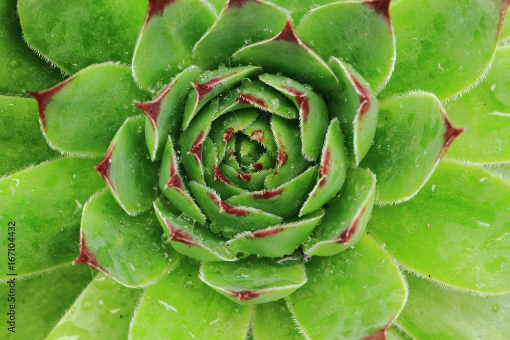 houseleek plant detail texture houseleek plant detail texture