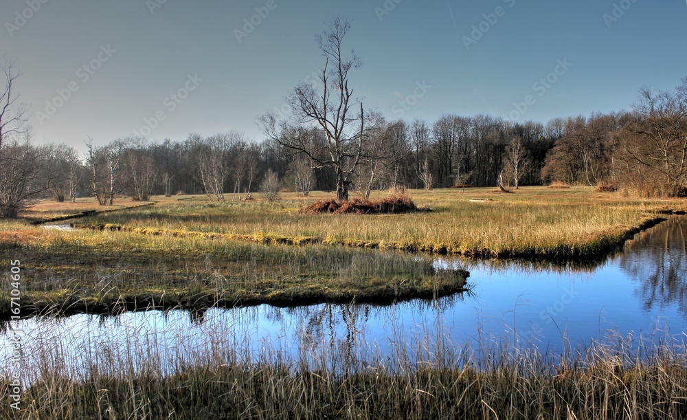 Fototapeta premium Amsterdamse polder