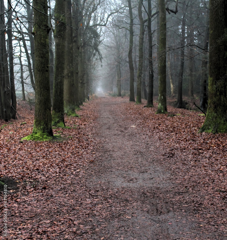 Obraz premium Forest path the veluwe