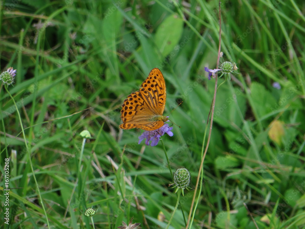 Orangener Schmetterling Orangener Schmetterling