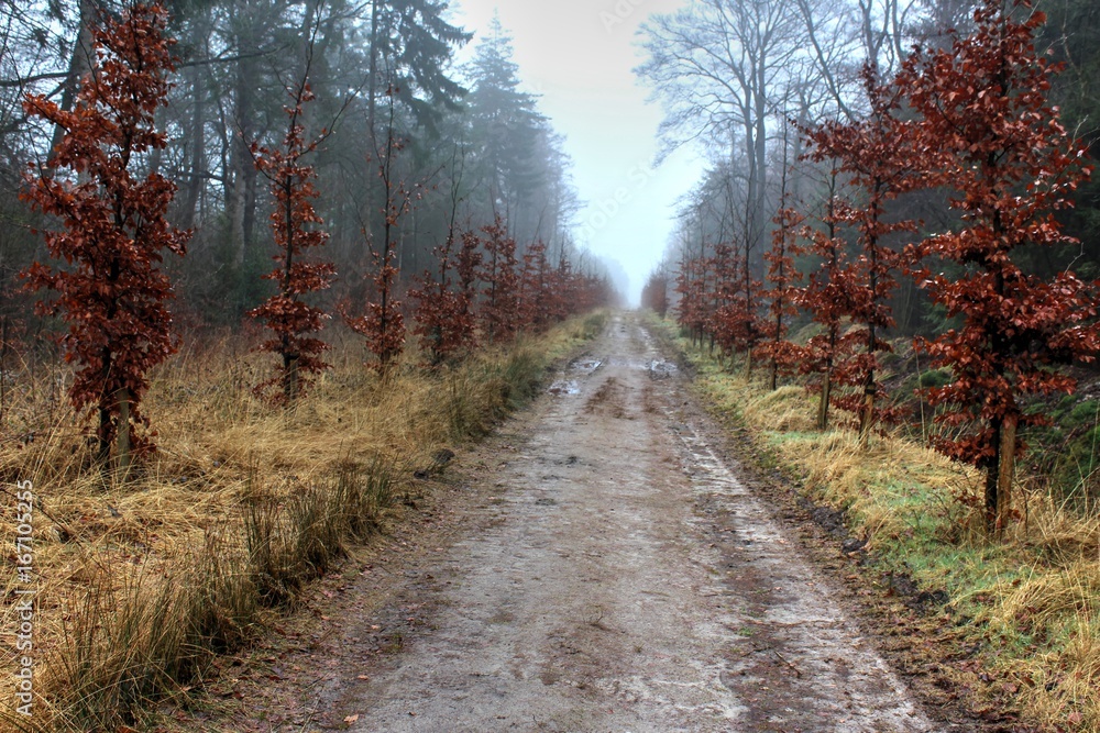 Forest path the veluwe