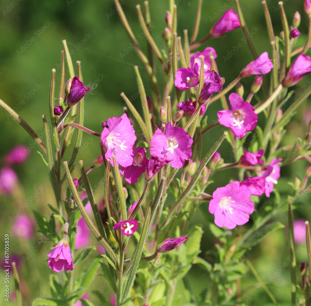 great willowherb (Epilobium hirsutum) great willowherb (Epilobium hirsutum)