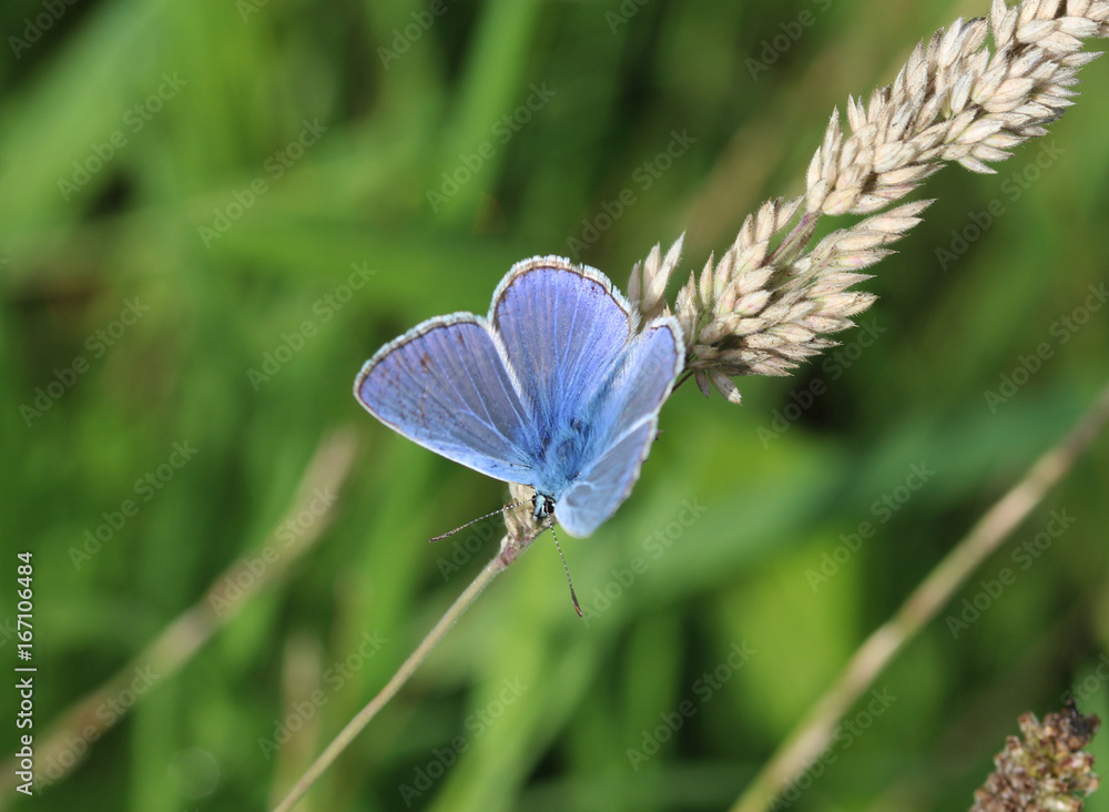 common blue butterfly (Polyommatus icarus) common blue butterfly (Polyommatus icarus)