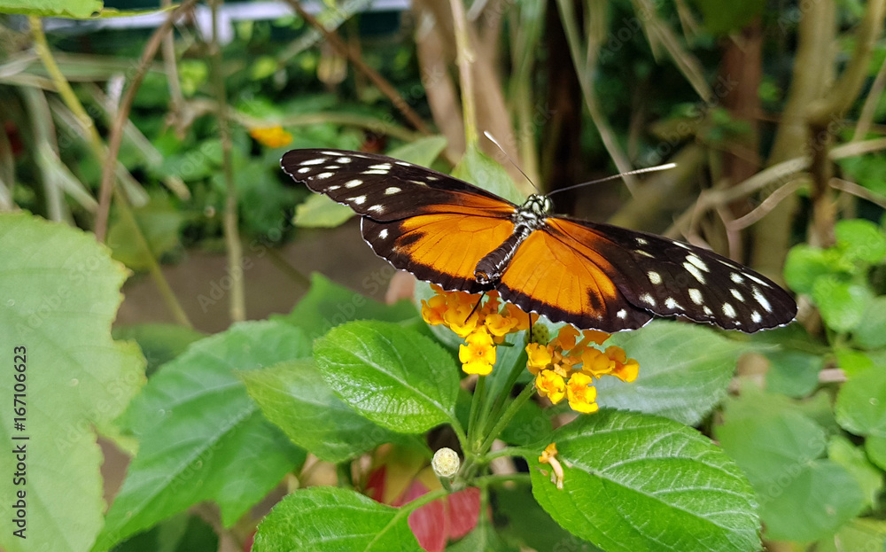 Gelber Schmetterling Gelber Schmetterling