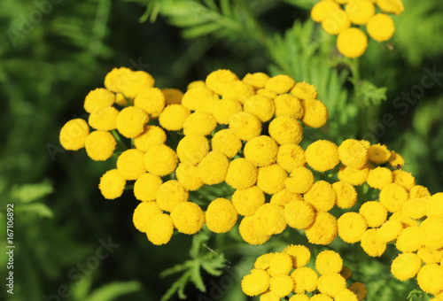 Tansy (Tanacetum vulgare)	