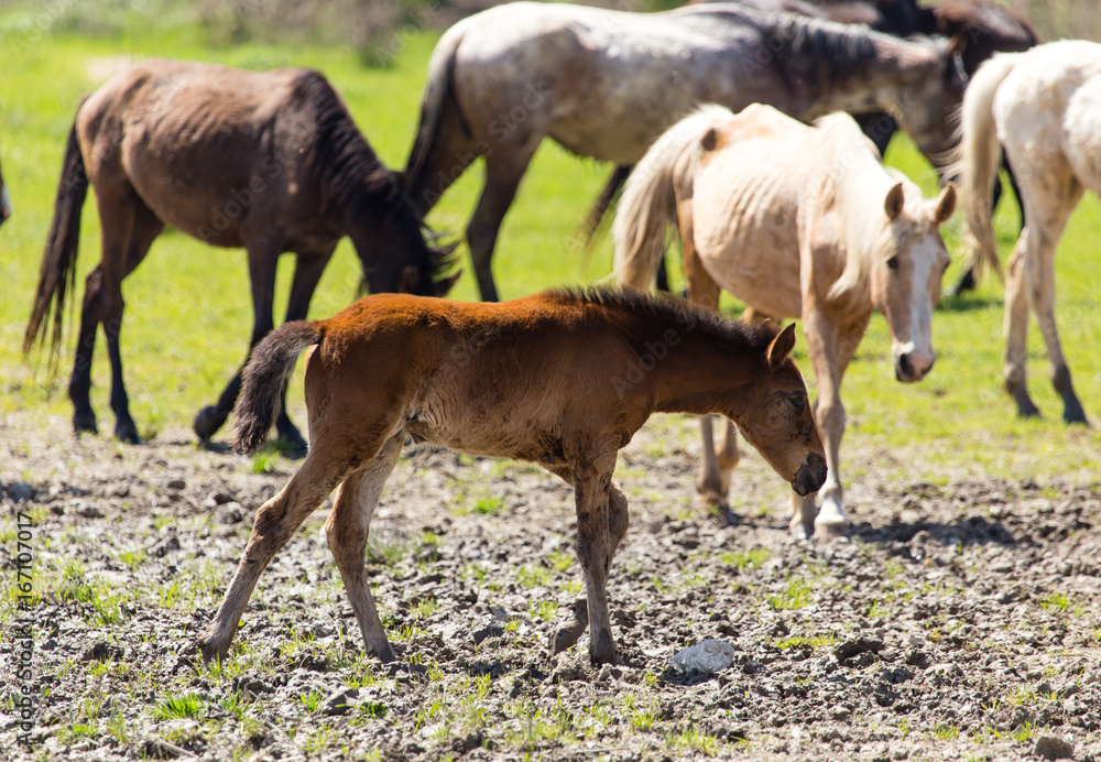 The horse walks on clay soil in the park The horse walks on clay soil in the park