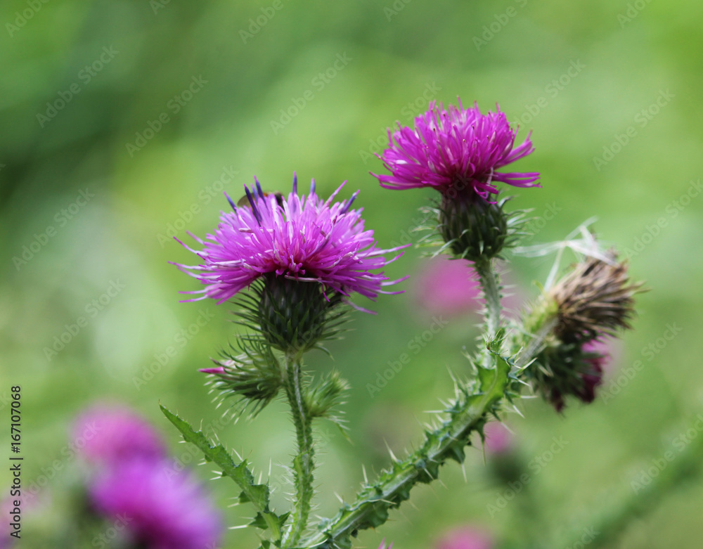 Fototapeta premium marsh thistle (Cirsium palustre)