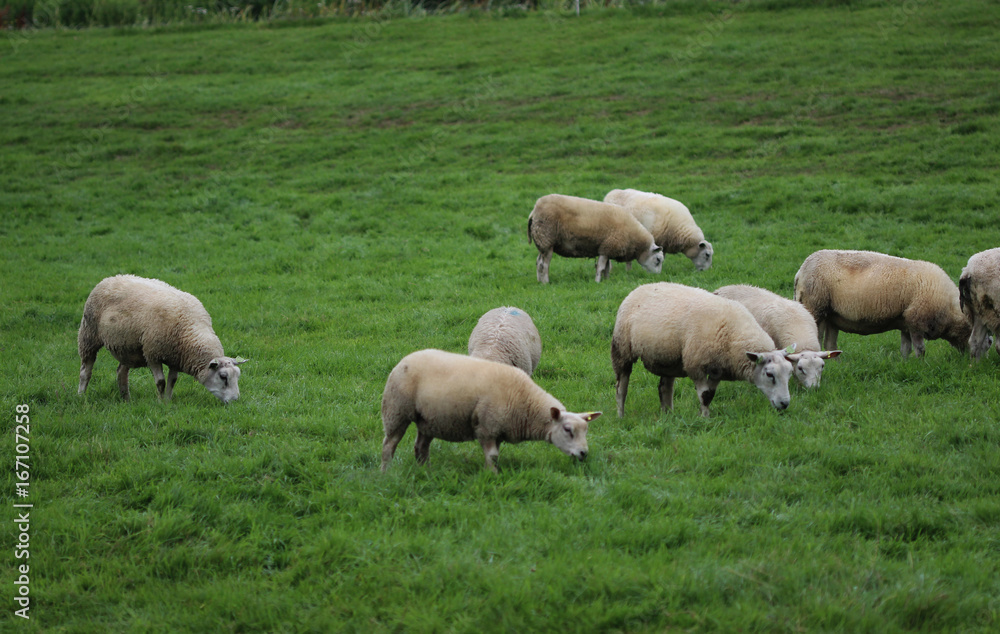 Herd of sheep Herd of sheep