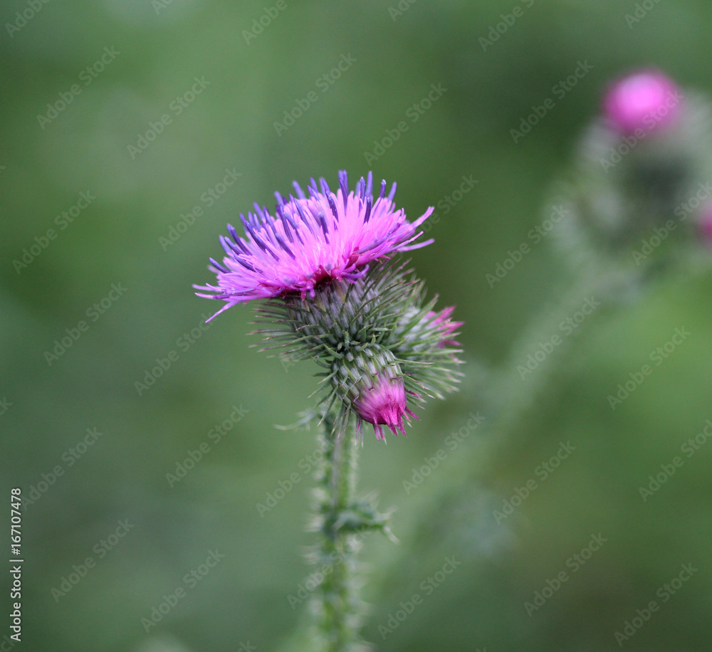 marsh thistle (Cirsium palustre) marsh thistle (Cirsium palustre)