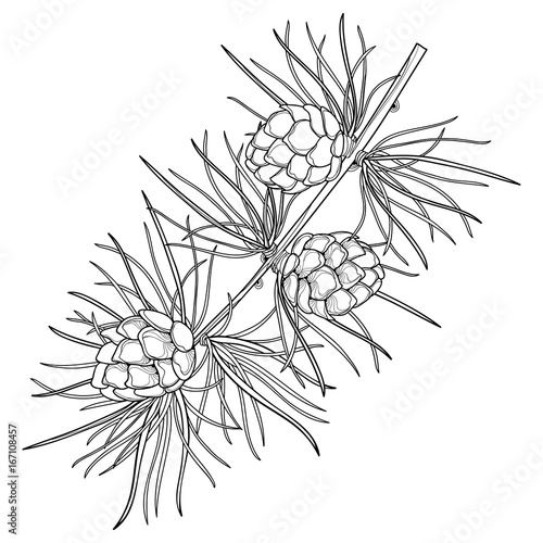 Vector branch with outline European Larch or Larix. Twig with pine and cones in black isolated on white background. Coniferous tree in contour style for botanical design and coloring book.