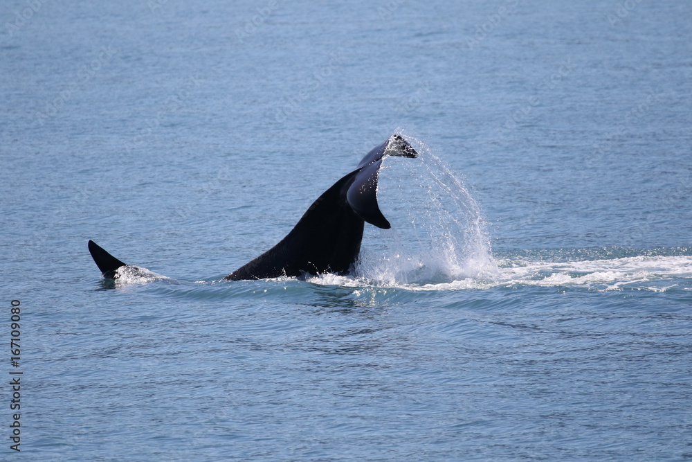 Fototapeta premium Frei lebender Killerwal (Orca) in Alaska, Seward