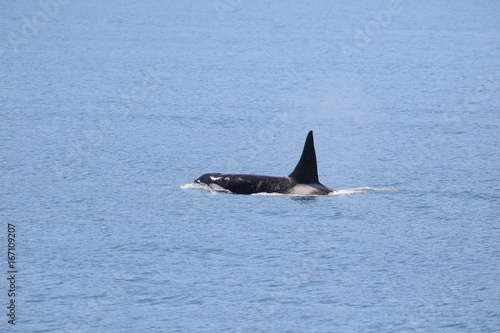 Frei lebender Killerwal (Orca) in Alaska, Seward