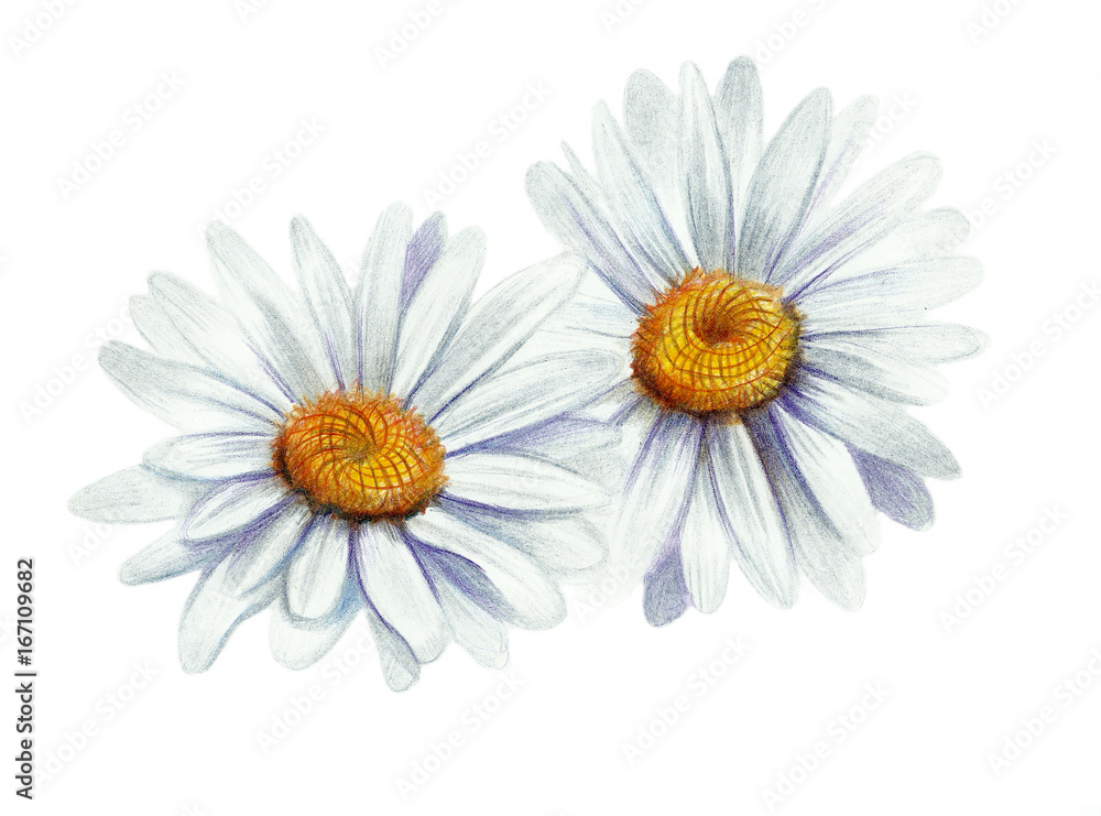Fototapeta premium Hand drawing chamomile
