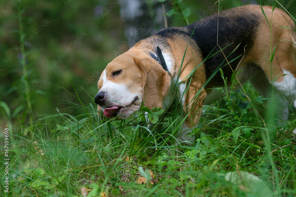 The Beagle eats the green grass in the forest