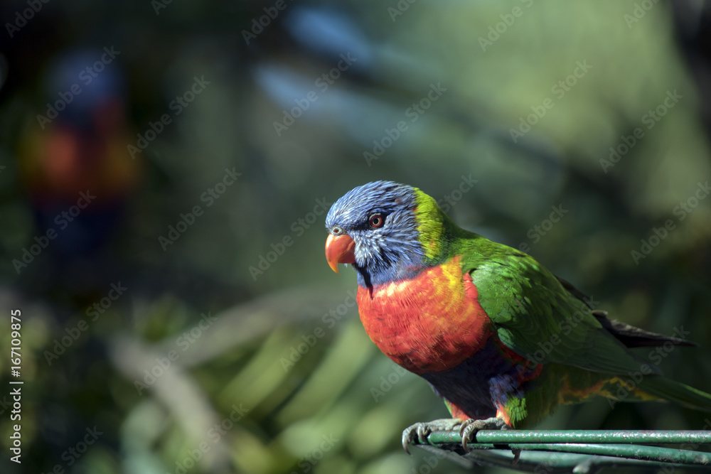 Naklejka premium rainbow lorikeet