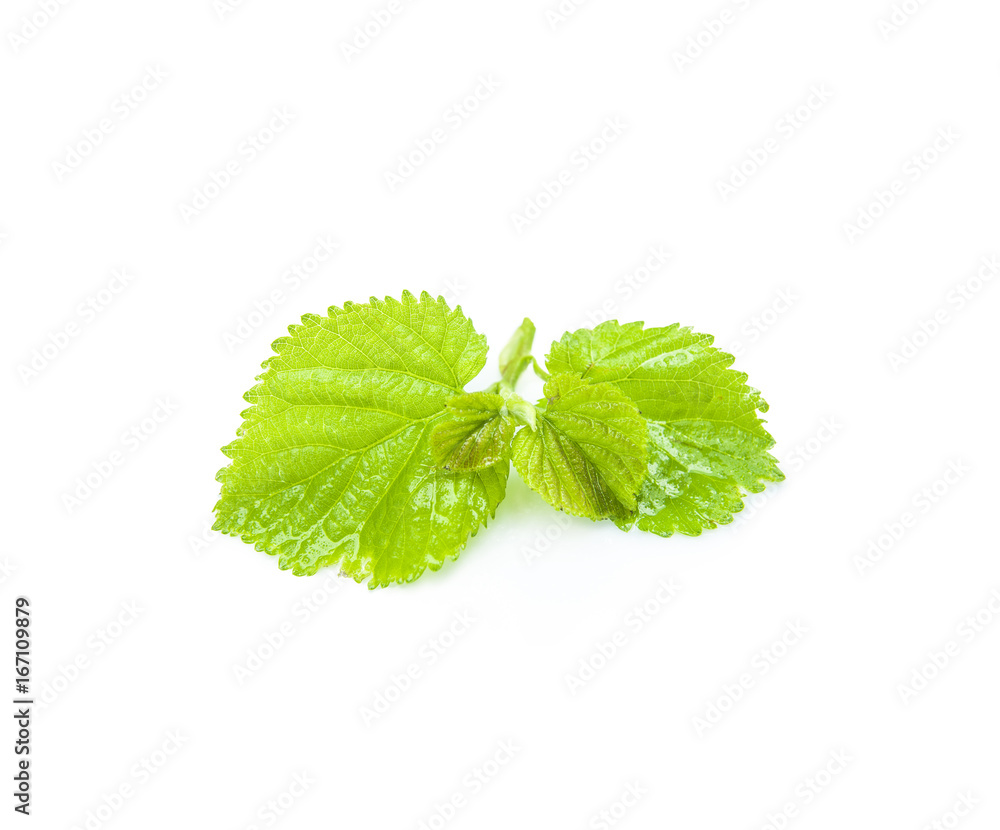 Fresh Green Grape Leaf on isolated white Background Fresh Green Grape Leaf on isolated white Background