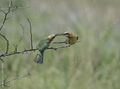 White Fronted Bee Eater feeding its fledgeling  They are dedicated parents.
