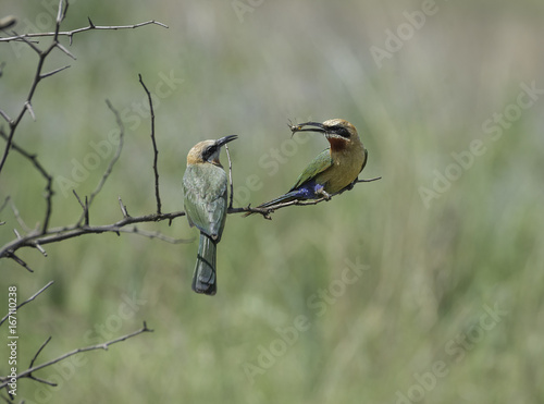 White Fronted Bee Eater feeding its fledgeling  They are dedicated parents.