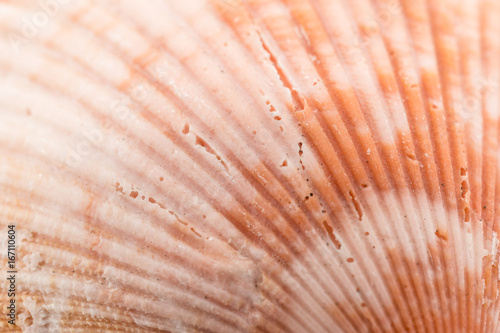 Texture of Shell.
