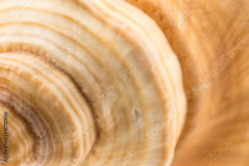 Texture of Conch.