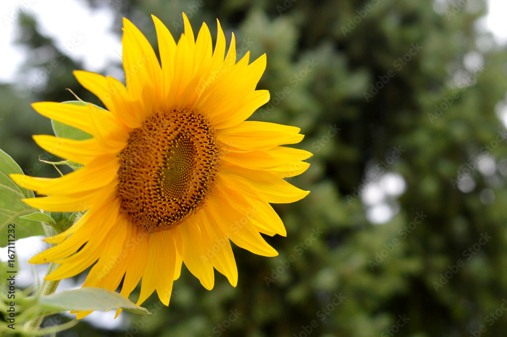 Close up of sunflower Close up of sunflower