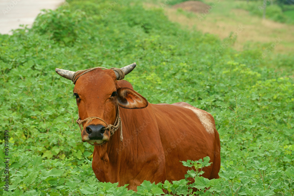 Brown cow with nature the background of green leaves Brown cow with nature the background of green leaves