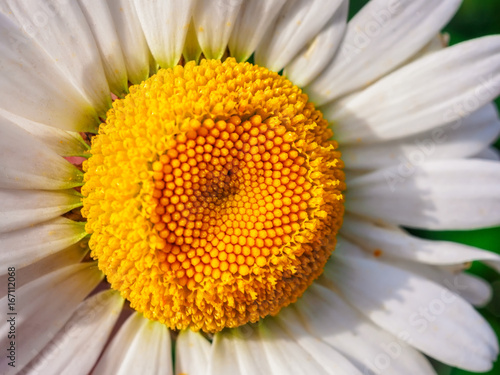 Chamomile flower macro natural background