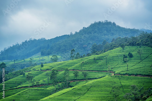 Tea plantation landscape in Sri Lanka © Yakov
