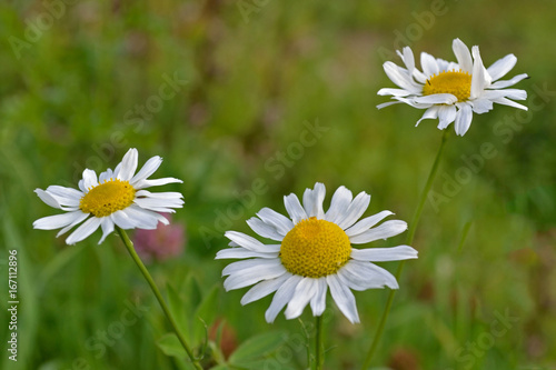 Three daisies on a background of green grass