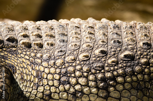 Spikes on crocodile skin in the zoo