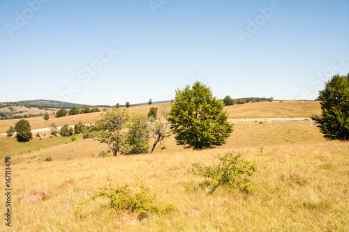 Romanian mountain landscape with trees