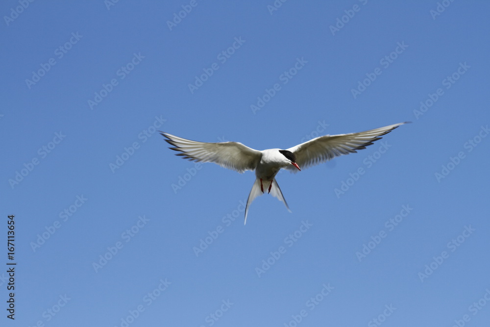 Arctic tern (Sterna Paradisaea) with wings outstretched with blue skies Arctic tern (Sterna Paradisaea) with wings outstretched with blue skies