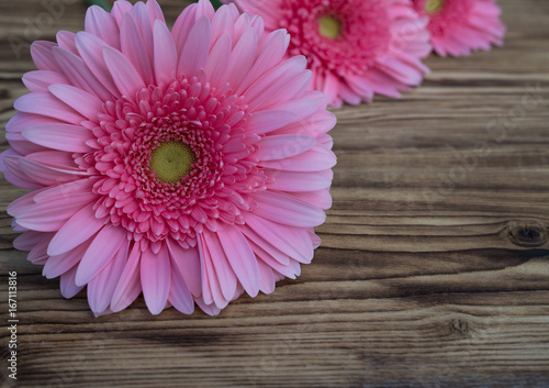 beautiful pink flowers