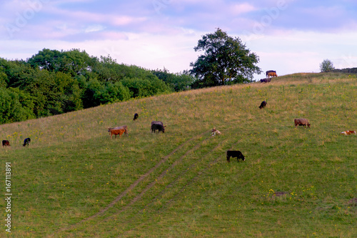 Cows grazing on a hill side in the summer