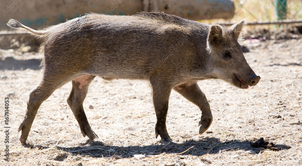 Wild boar in the zoo Wild boar in the zoo