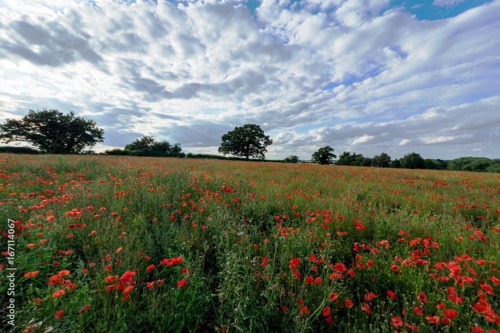 Red poppy field in the spring, taken in the afternoon