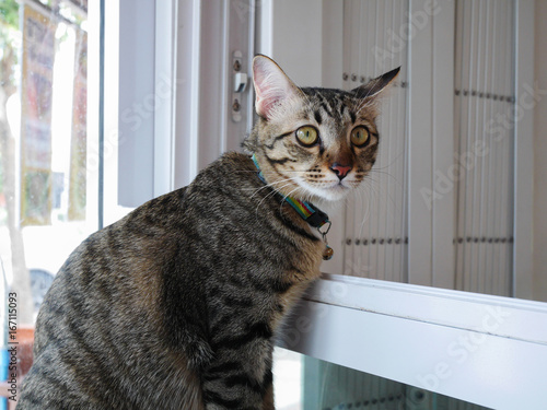 Grey tabby cat sit beside window