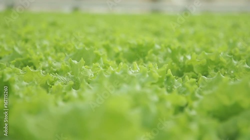 Green salad grows in greenhouse on hydroponics indoors. Wavy lettuce is cultivated in spacious glasshouse of company that grows fresh vegetables and greens all year round in sheltered ground. Modern photo