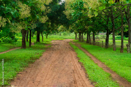 A forest path with green grasses and trees