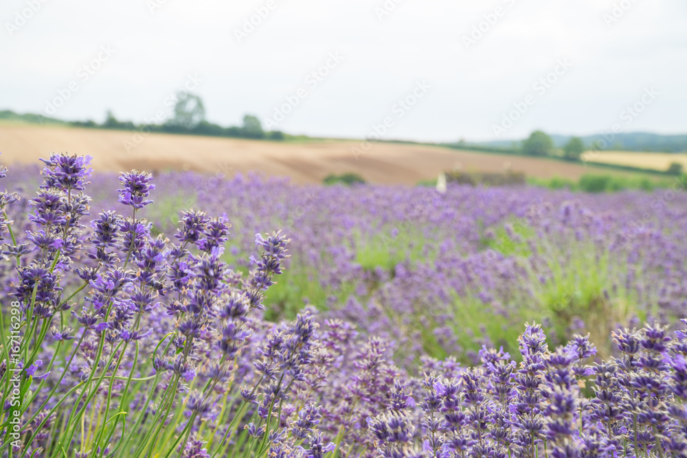 Fototapeta premium Lavender fields in the summertime