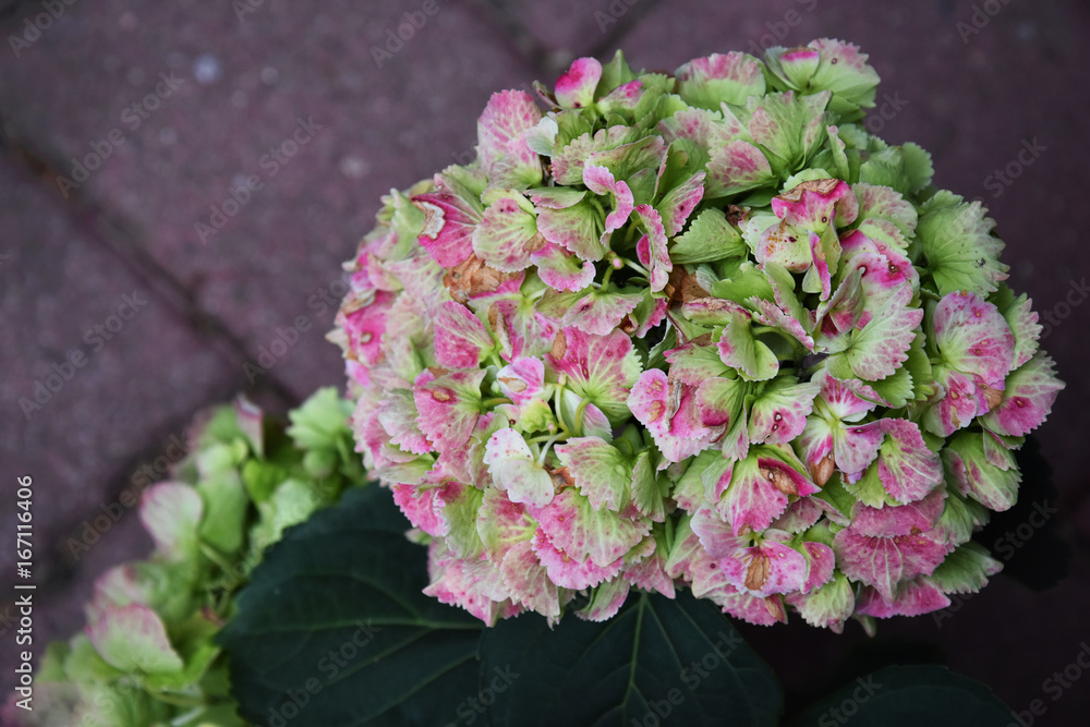 Obraz premium Hortensia green pink Garden